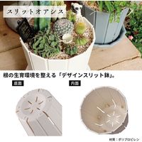 【園芸用品】アップルウェアー スリット オアシス 6号 ホワイト 1個