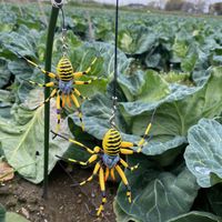 【虫よけ】 高芝ギムネ製作所 除労蜘蛛 M-46 1個