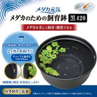 メダカ元気 メダカのための飼育鉢 黒 420 1個 ジェックス
