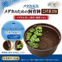 メダカ元気 メダカのための飼育鉢 こげ茶 320 1個 ジェックス