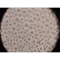 GVS 細胞培養基材 球状 4400cm2/g 1箱(40ボトル入) CELCUFG100050S 1箱(40ボトル) 65-9407-72（直送品）