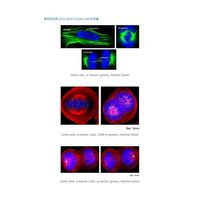 松浪硝子工業 チャンバースライド 2ウェル ポリリジン 20枚入 SCS-N12 1箱(20枚) 67-8067-22（直送品）