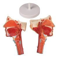 アズワン 喉と喉頭モデル C133 1個 8-638-01（直送品）