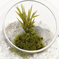 プリザーブドモス（S） ホワイト LAKOLE/ラコレ