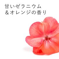 エコストア ランドリーリキッド ゼラニウム＆オレンジ 500mL 1個 衣料用洗剤 エコストアジャパン