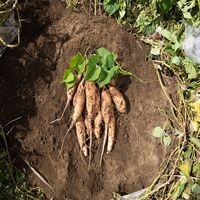 KIRISHIMA キリシマ No.8 25度 900ml 1本 芋焼酎 霧島酒造