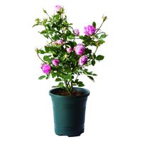 大和プラスチック ローズガーデンポット 30型 ダークグリーン 4903266728090 1セット(1個×3)