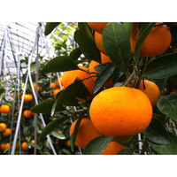 くだものの山長 高知県産マスクメロン&温室みかんセット 4582626933178 1箱（直送品）