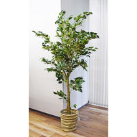 アスカ商会 ファイカスツリー(ポット付)(組み立て式) A-50867-051A 1個（直送品）