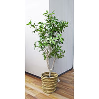 アスカ商会 ローレルツリー(ポット付) A-50912-051A 1個（直送品）