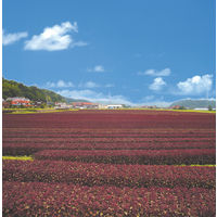 三島食品 ゆかり 大袋 46ｇ 1袋