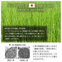 イケヒコ・コーポレーション 寝具 マット マットレス い草 国産 日本製 ボリューム 吸汗 調湿『すずか』 1122960123501 1枚（直送品）
