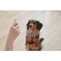 アイリスオーヤマ まるごとささみジャーキー細切り プレーン100g P-IJ-HSE100 1袋（直送品）