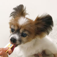 ペティオ 素材そのまま 無添加 さつまいも とろけるペースト 36本入 1袋 犬用 おやつ