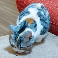 ペティオ またたびプラス またたびinボール オーラルケア まぐろ味 国産 20g 1袋 猫用 おやつ