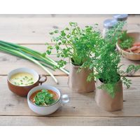 聖新陶芸 聖新 GD-79503 育てるスープ 青ネギ　1個（直送品）