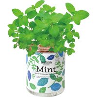 聖新陶芸 聖新 GD-86301 グリーンペット(new) ミント 1個（直送品）