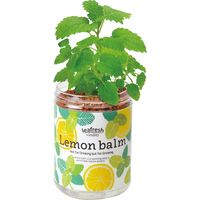 聖新陶芸 聖新 GD-86303 グリーンペット(new) レモンバーム 1個（直送品）