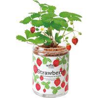 聖新陶芸 聖新 GD-86304 グリーンペット(new) ストロベリー 1個（直送品）