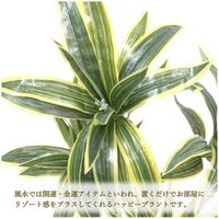 ササガワ フェイクグリーン・人工観葉植物 ソングオブインディア Mサイズ 32-8712 1個（直送品）