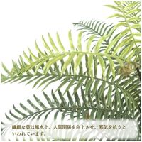 ササガワ フェイクグリーン・人工観葉植物 タマシダ Mサイズ 32-8711 1個（直送品）