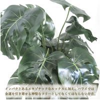 ササガワ フェイクグリーン・人工観葉植物 モンステラ Lサイズ 32-8717 1個（直送品）