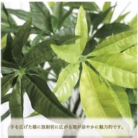 ササガワ フェイクグリーン・人工観葉植物 パキラ Lサイズ 32-8721 1個（直送品）