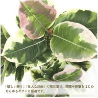 ササガワ フェイクグリーン・人工観葉植物 アルテシマ Mサイズ 32-8715 1個（直送品）