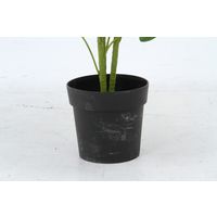 不二貿易 ヤドリフカノキ 216 52693 1個