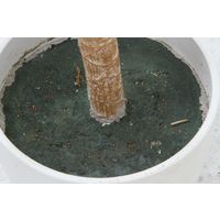 不二貿易 フェイクグリーン ドラセナ コンシンネ 幅800×奥行800×高さ1480mm 52692 1個（直送品）