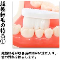 歯ぐきにやさしいシニア用歯ブラシ モルビドオーラルケア 6本セット mo-002 1セット(6本セット(カラーアソート))（直送品）