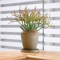 リッチェル ボタニープレーンポット15型 ベージュ 4973655735824 1個