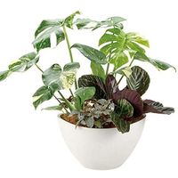 リッチェル ボタニーバルカボール20型 ベージュ 4973655748022 1個