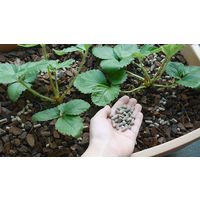 花ごころ 甘いイチゴをつくる肥料 2kg 4977445053808 1個（直送品）