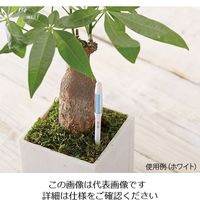 キャビノチェ 水やりチェッカー(SUSTEE) S グリーン 4-1456-02 1個（直送品）