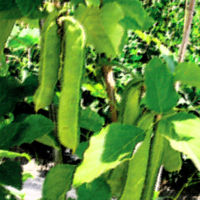 なた豆茶 1箱（20袋） ユニマットリケン