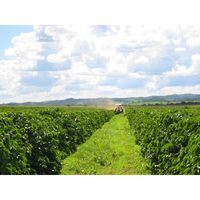 【コーヒー粉】三本コーヒー 有機栽培珈琲 吟煎 1袋（180g）