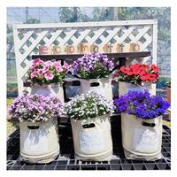 エコモット 教材用 3枚入 1セット（直送品）