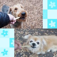 お魚で出来たデンタルスティックガム 白身魚味 Sサイズ 超小型犬・小型犬用 60g 1袋 F&BELL 犬用 おやつ