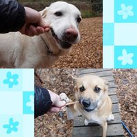 お魚で出来たデンタルスティックガム サーモン味 Sサイズ 超小型犬・小型犬用 60g 1袋 犬用 おやつ