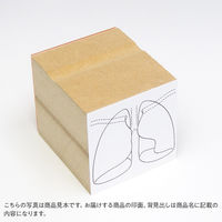 ゴム印  肺  A245  1個（直送品）