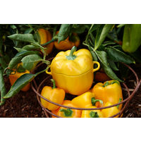 ツヴィリングJ.A.ヘンケルスジャパン ストウブ セラミック パプリカココット イエロー レンジ オーブン 1個