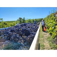 イタリア バルバネーラ シル・パッソ・トスカーナ・ロッソ 赤ワイン フルボディ 750ml 1本 光が丘興産