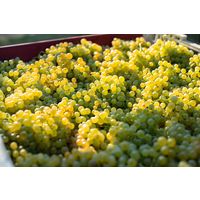 イタリア カサルフォルテ・ソアヴェ・スプマンテ・ブリュット 白 辛口 スパークリングワイン 750ml 1本 光が丘興産