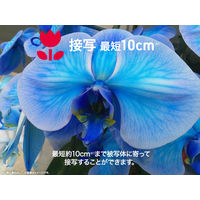 アイワマーケティングジャパン コンパクトデジタルカメラ aiwa cam DCB ブラック JA4-DCM0001(BK) 1個