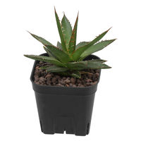 アップルウェアー プレステラ90 ブラック 10個組 4539920901716 1個（直送品）