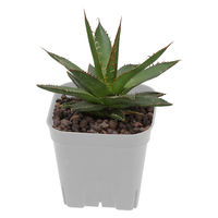 アップルウェアー プレステラ105 ホワイト 10個組 4539920901747 1個（直送品）