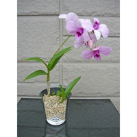 富士パックス 百花爛漫 小 KS-4308 1セット(10個入)（直送品）