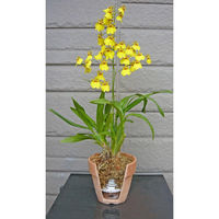 富士パックス 百花爛漫 大 KS-4315 1セット(8個入)（直送品）