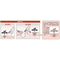 アリスタ ライフサイエンス オルトラン粒剤 チャック付 3kg #2056389 1袋